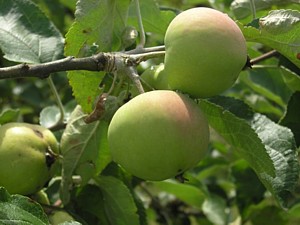 -kliknij, by powiekszy�-