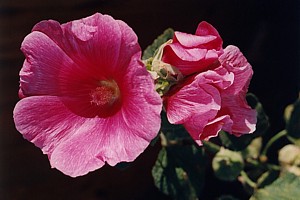 -kliknij, by powiekszy�-