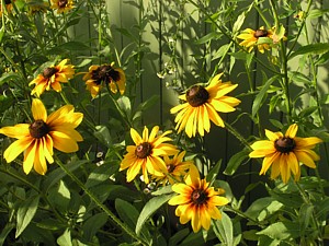 -kliknij, by powiekszy�-