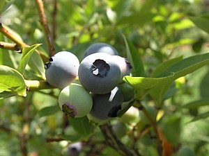 -kliknij, by powiekszy�-