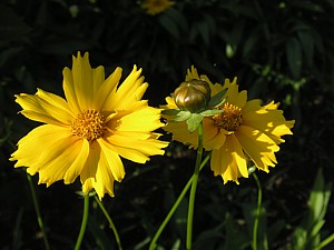 -kliknij, by powiekszy�-