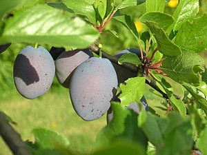 -kliknij, by powiekszy�-