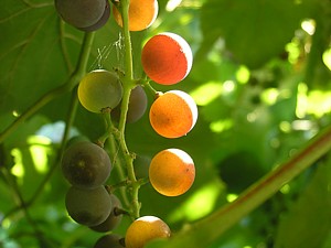 -kliknij, by powiekszy�-