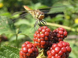 -kliknij, by powiekszy�-