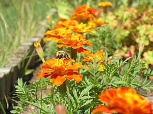 -kliknij, by powiekszy�-