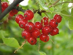 -kliknij, by powiekszy�-