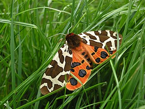 -kliknij, by powiekszy�-