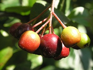 -kliknij, by powiekszy�-