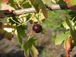 -kliknij, by powiekszy�-