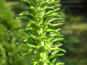 -kliknij, by powiekszy�-