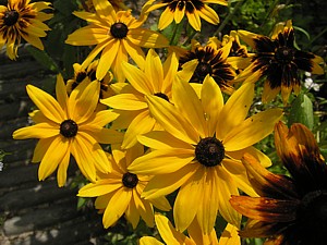 -kliknij, by powiekszy�-