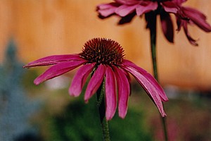 -kliknij, by powiekszy�-