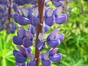 -kliknij, by powiekszy�-