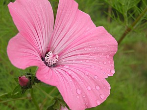 -kliknij, by powiekszy�-