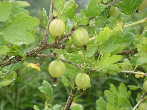 -kliknij, by powiekszy�-