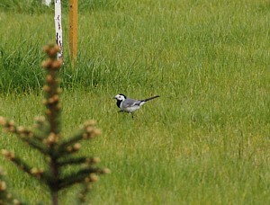 -kliknij, by powiekszy�-