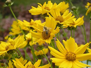 -kliknij, by powiekszy�-