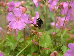 -kliknij, by powiekszy�-