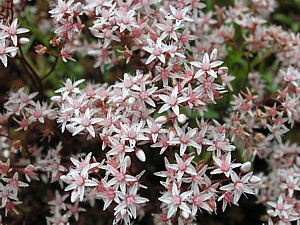 -kliknij, by powiekszy�-