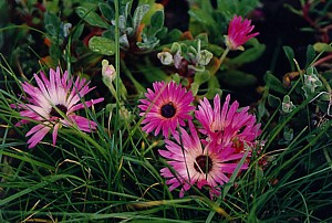 -kliknij, by powiekszy�-