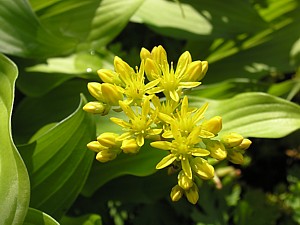 -kliknij, by powiekszy�-