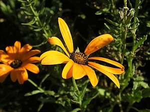 -kliknij, by powiekszy�-