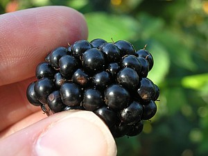 -kliknij, by powiekszy�-