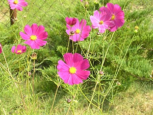 -kliknij, by powiekszy�-