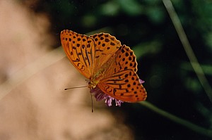 kliknij, aby powi�kszy�