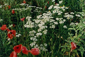 kliknij, aby powi�kszy�