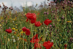 kliknij, aby powi�kszy�