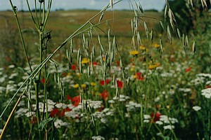 kliknij, aby powi�kszy�