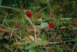 kliknij, aby powi�kszy�