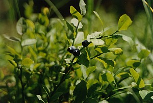 kliknij, aby powi�kszy�