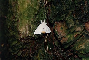 kliknij, aby powi�kszy�