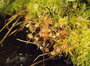 kliknij, aby powi�kszy�