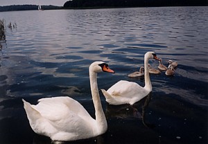 kliknij, aby powi�kszy�