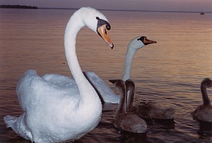 kliknij, aby powi�kszy�