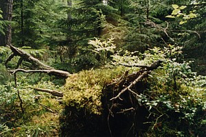 kliknij, aby powi�kszy�