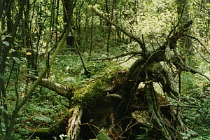 kliknij, aby powi�kszy�