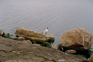 kliknij, aby powi�kszy�