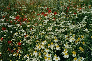 kliknij, aby powi�kszy�