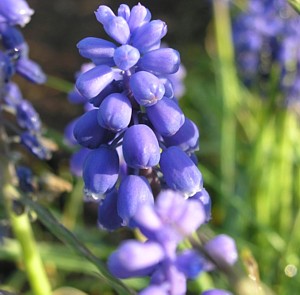 -kliknij, by powiekszy�-