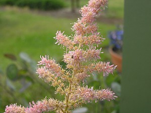 -kliknij, by powiekszy�-