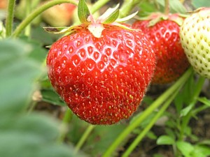 -kliknij, by powiekszy�-