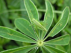 -kliknij, by powiekszy�-