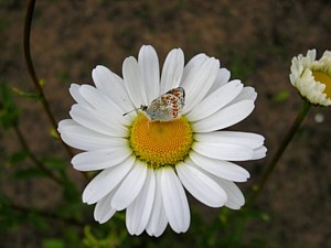 -kliknij, by powiekszy�-