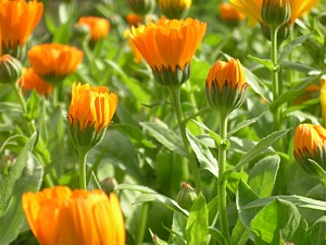 -kliknij, by powiekszy�-