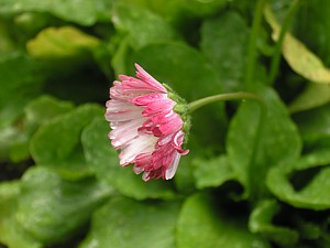 -kliknij, by powiekszy�-