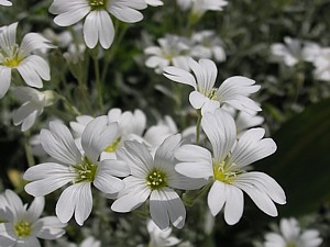 -kliknij, by powiekszy�-